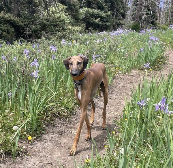 /images/uploads/albuquerque publishing company/abqjournalpetcontest2024/entries/30149thumb.jpg